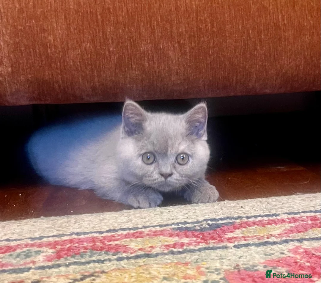 British Shorthair cats for sale: British shorthair females ready to leave soon GCCF - Advert 17