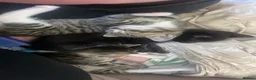 Egyptian Mau cats for sale: 2 beautiful baby boys  - Advert 5
