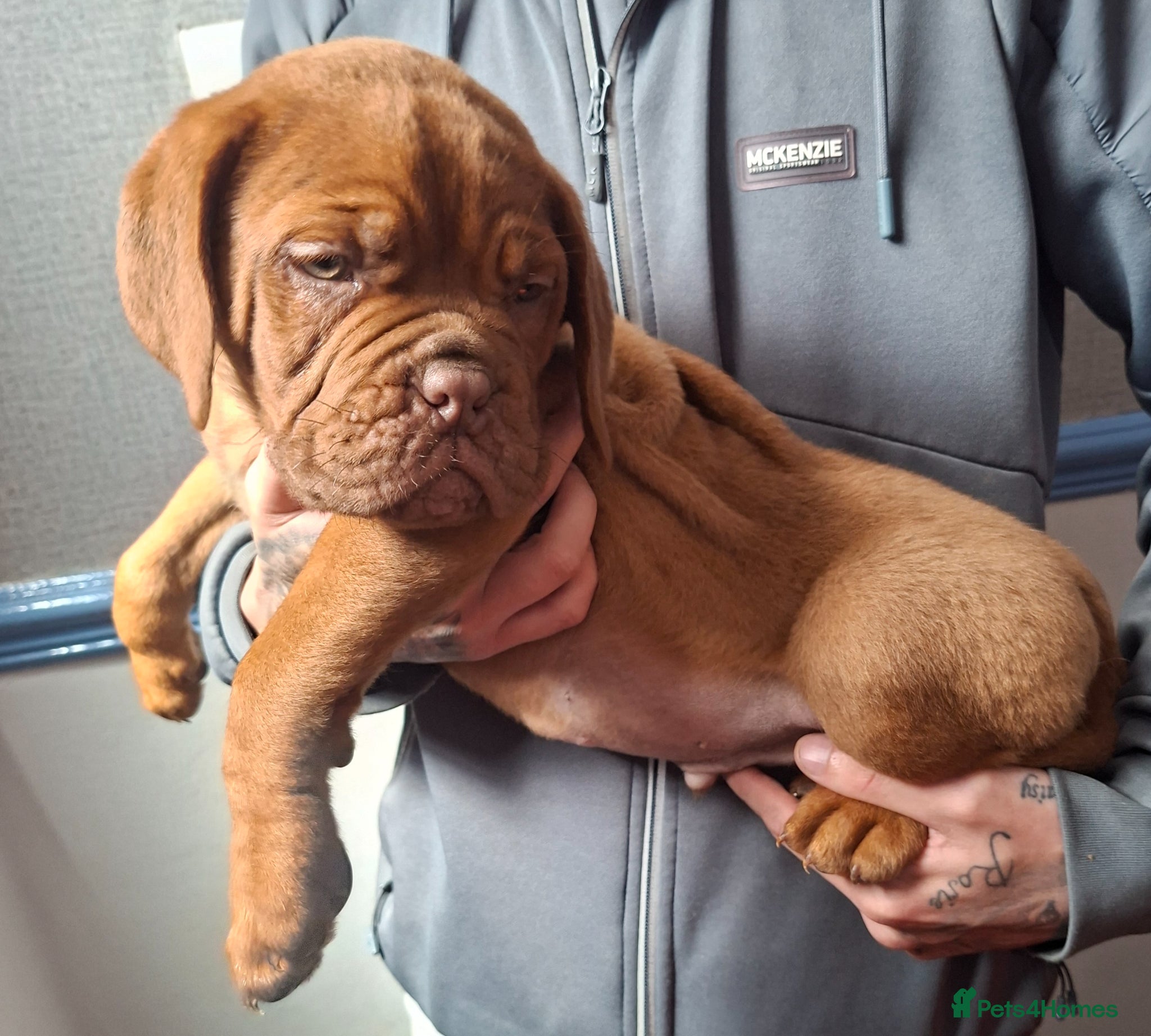 Dogue De Bordeaux dogs Pedigree Dogue De Bordeaux puppies - Advert 6