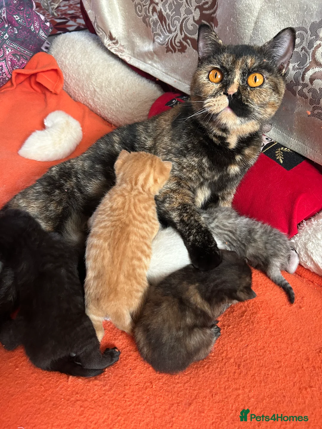 British Shorthair cats for sale: Blue Colorpoint British Shorthair  - Advert 5