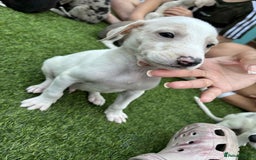 Lurcher dogs for sale: Lurcher pups  - Image 6