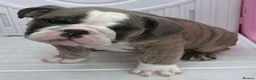 English Bulldog dogs for sale: Quality KC Registered Bulldog Puppies - Advert 12