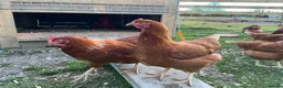 Chickens poultry for sale: Warren Pullets in Bala - Advert 3