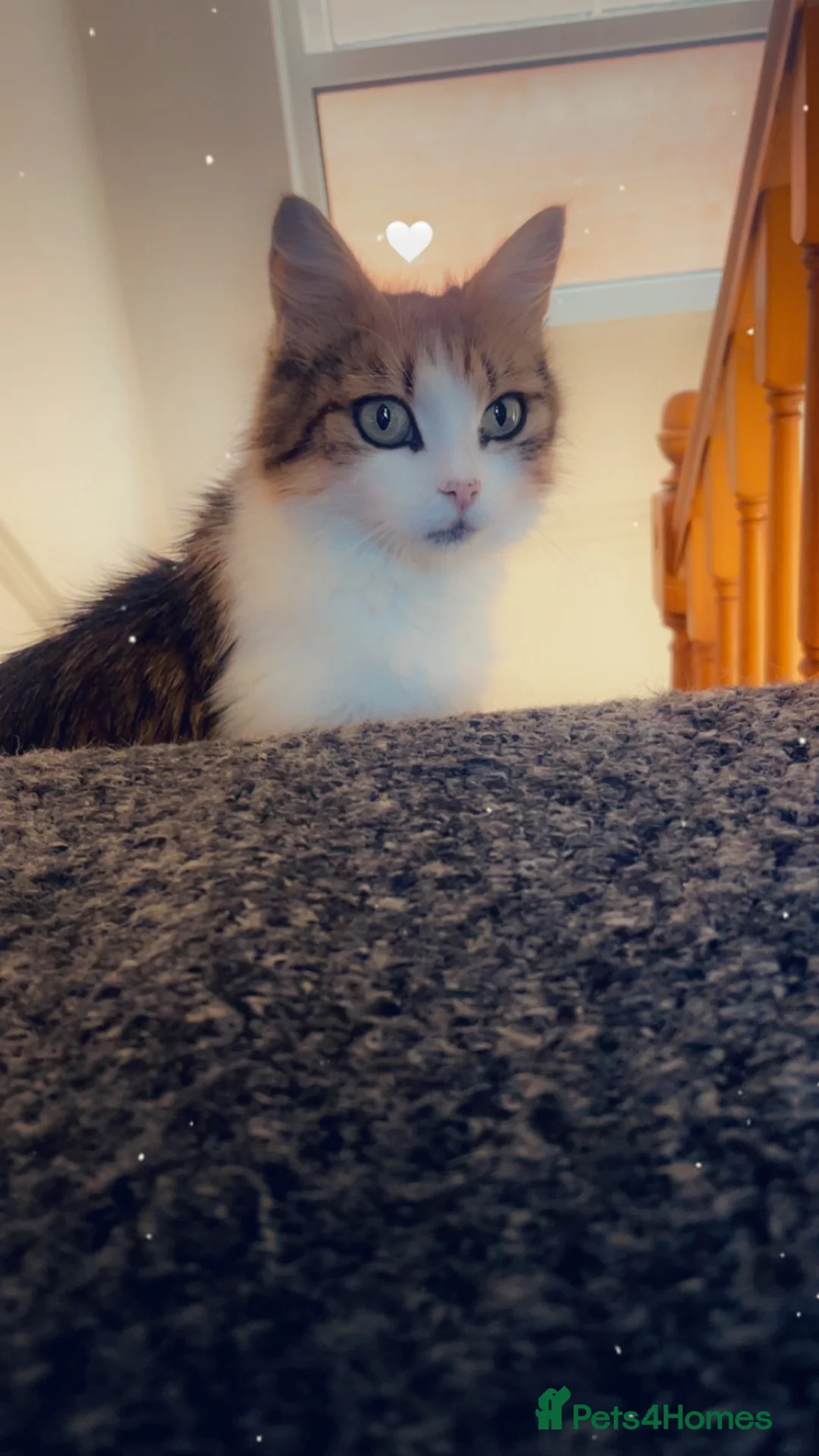 Mixed Breed cats for sale: Cute little Siberian cross kittens  - Advert 1