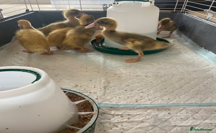 Ducks poultry - Advert 1