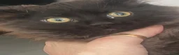 Mixed Breed cats for sale: Reduced  - Advert 7
