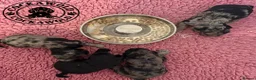 Cockapoo dogs for sale: 🩶 Outstanding Merle F1 Cockapoo Puppies 🖤 - Advert 30