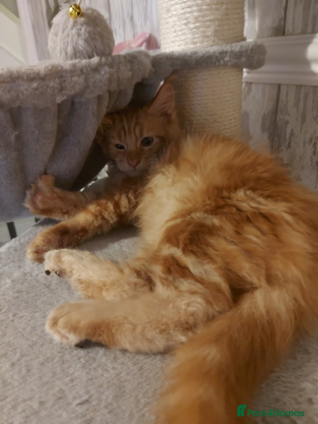 Maine Coon cats for sale: Beautiful XXL Maine-coon kittens 😸 ♥️  - Image 13