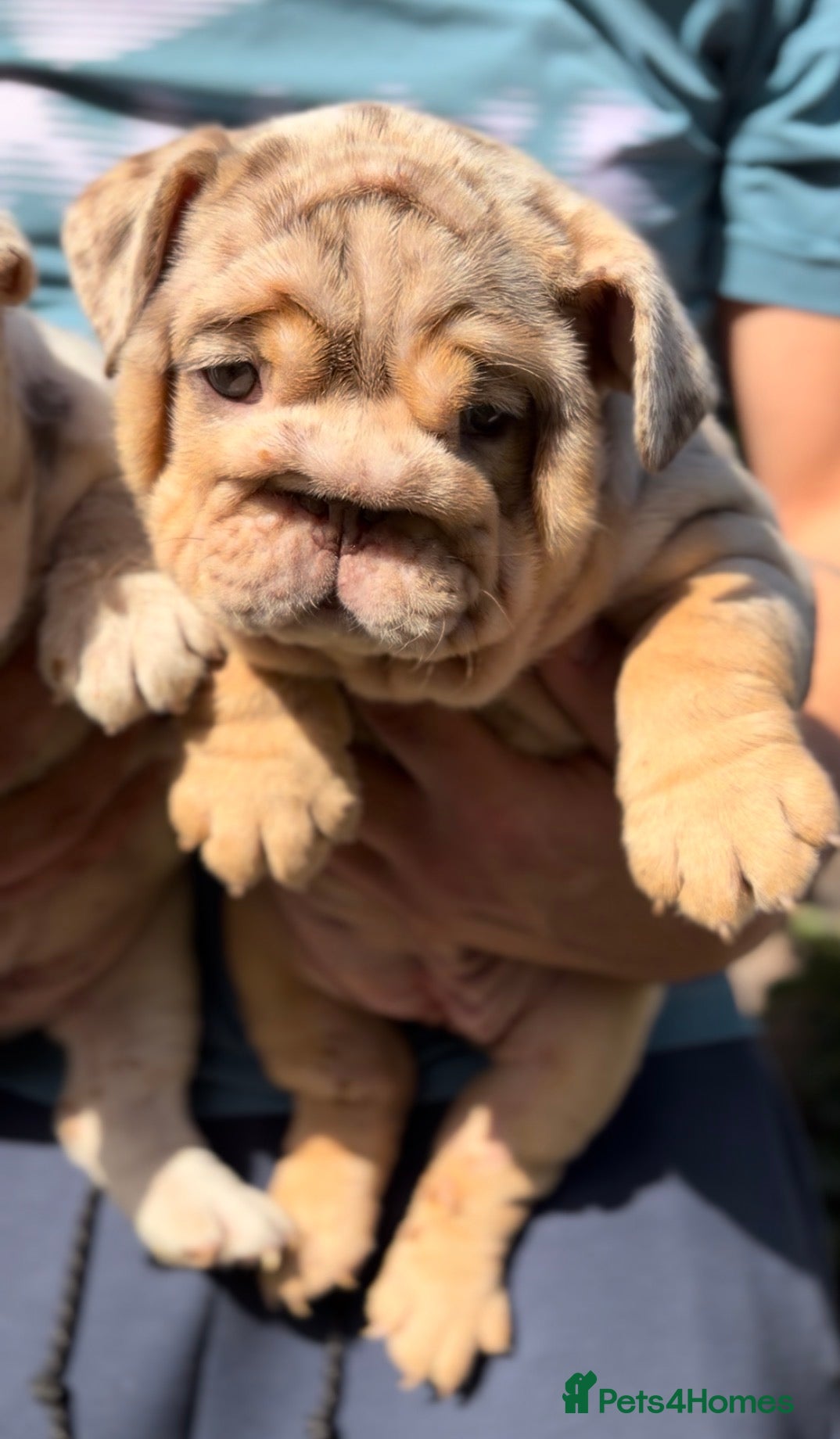 English Bulldog dogs *** TOP QUALITY ENGLISH BULLDOG PUPPIES *** - Advert 2