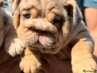 English Bulldog dogs *** TOP QUALITY ENGLISH BULLDOG PUPPIES *** - Advert 2