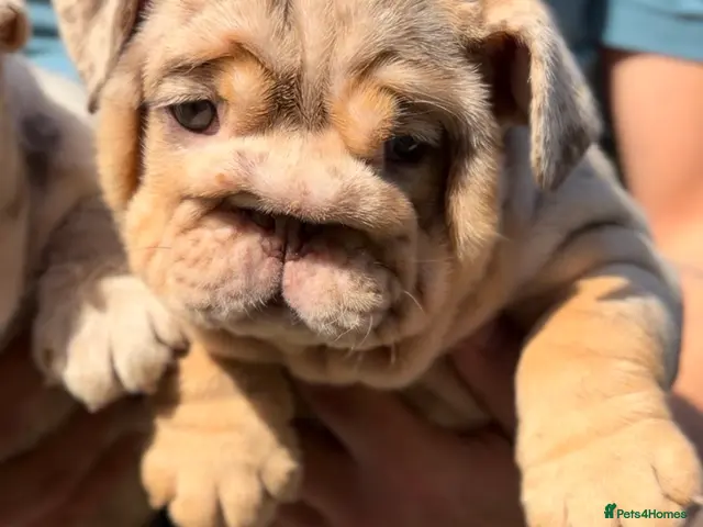 English Bulldog dogs *** TOP QUALITY ENGLISH BULLDOG PUPPIES *** - Advert 2