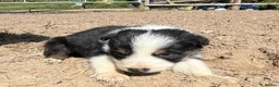 Border Collie dogs for sale: Beautiful Tri coloured collie puppies for sale - Advert 9