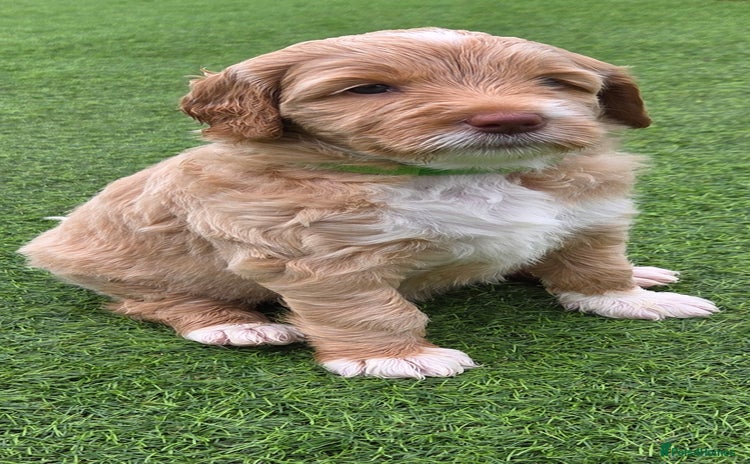 Australian Labradoodle dogs - Advert 1