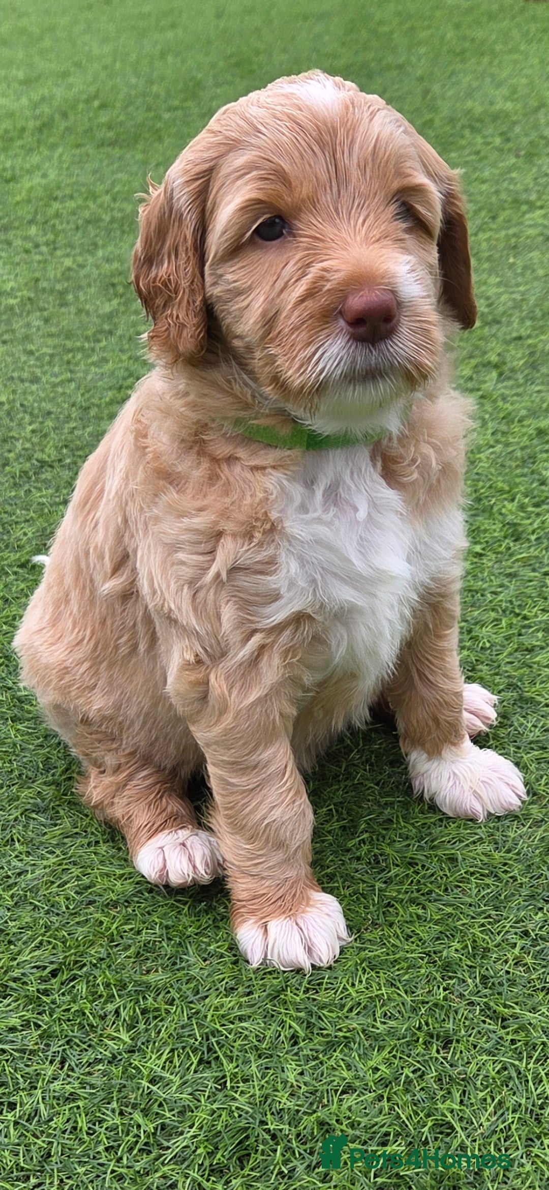 Australian Labradoodle dogs for sale: Australian Labradoodle Puppies  - Image 1