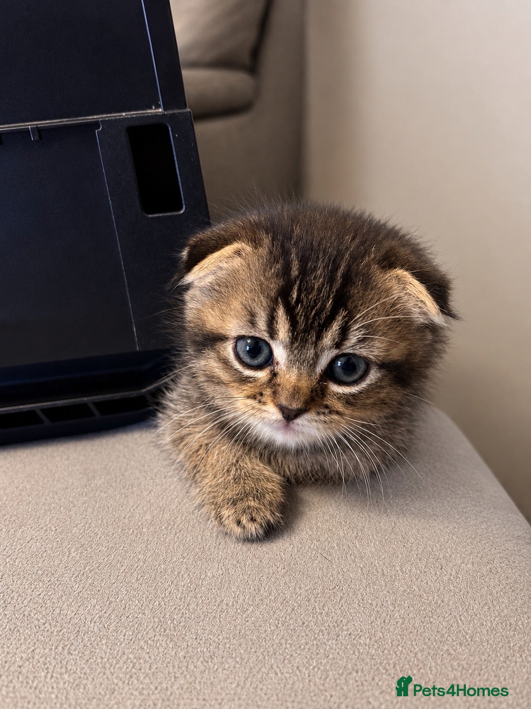 Scottish Fold cats Scottish Fold/Straight Kittens  - Advert 2