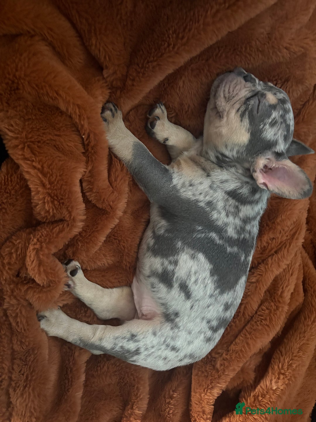 French Bulldog dogs for sale: Ragnar - Image 4