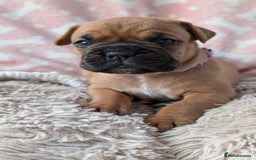 Mixed Breed dogs for sale: Boxer X Dogue De Bordeux Puppies - Image 9