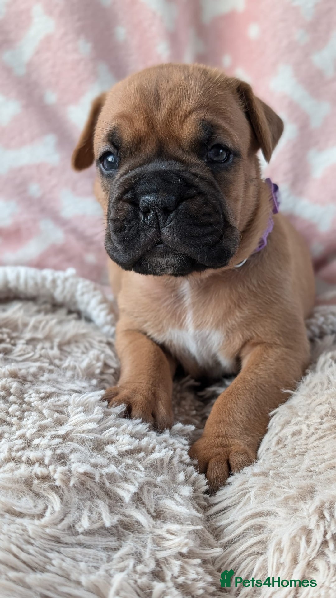 Mixed Breed dogs for sale: Boxer X Dogue De Bordeux Puppies - Image 9
