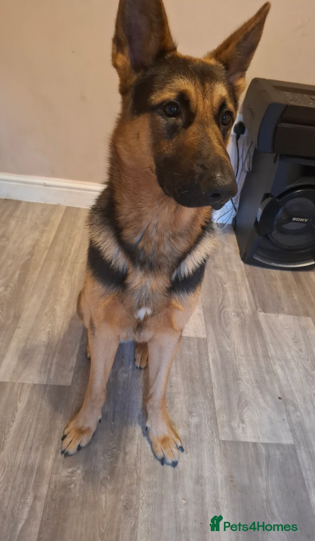 German Shepherd dogs for stud: Mr Jackson Green in Wisbech - Advert 1