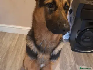 German Shepherd dogs Mr Jackson Green in Wisbech - Advert 2