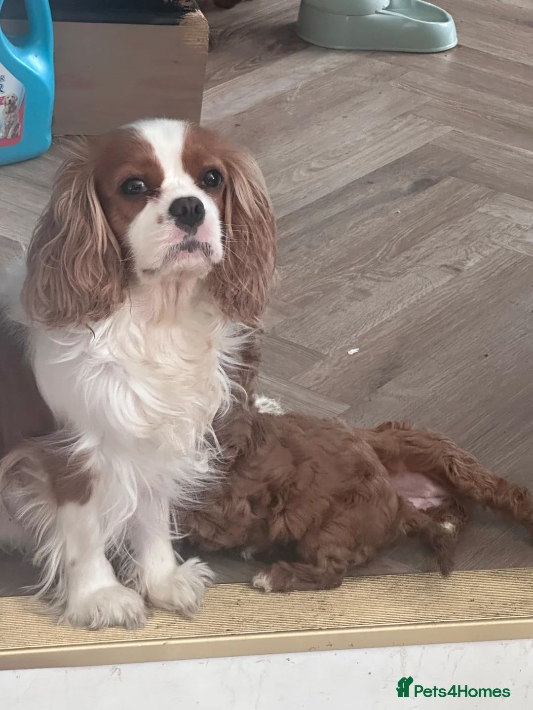 Cavapoo dogs for sale: F1 Cavapoo Puppies (KC REG PARENTS) ⭐️⭐️⭐️⭐️⭐️ - Advert 2