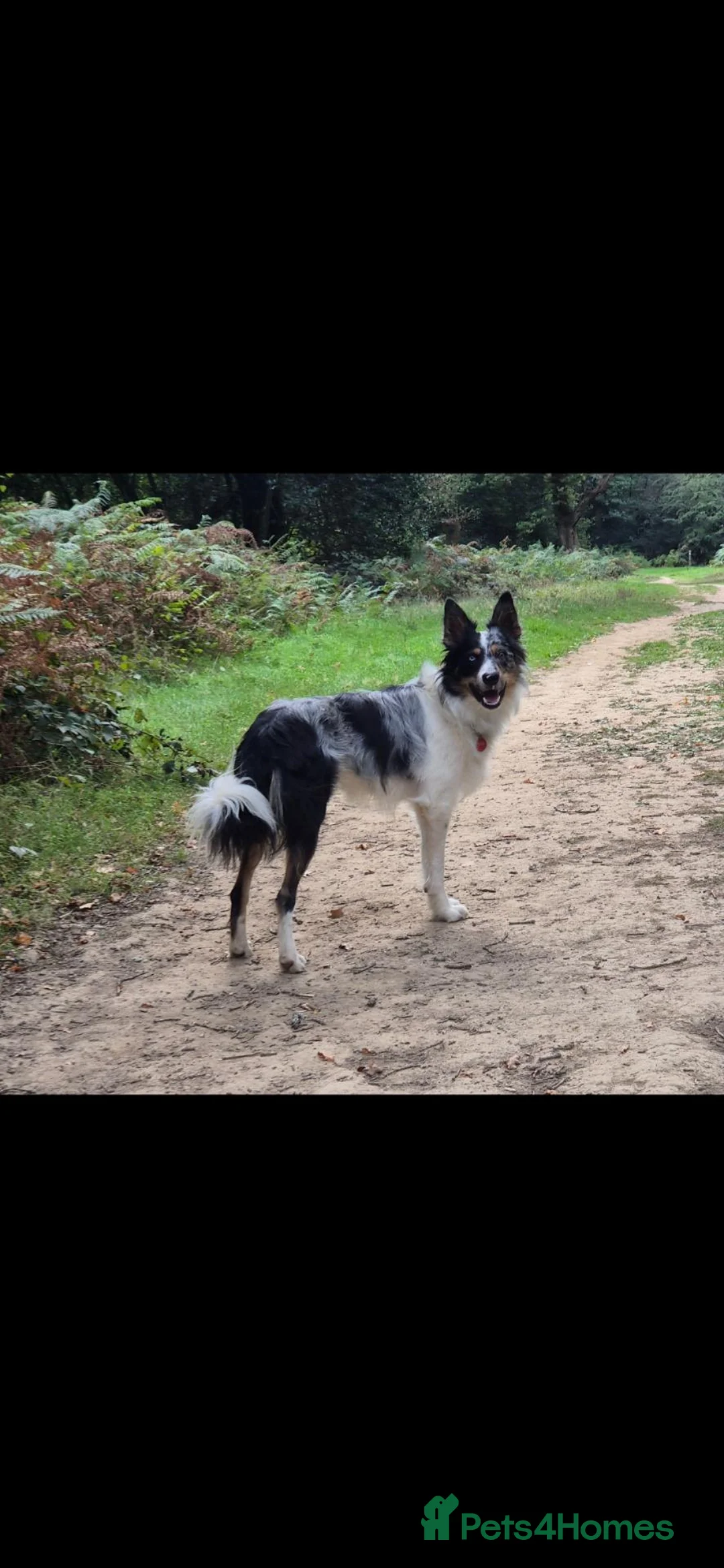 Border Collie dogs for stud: Tri Merle FULLY health tested KC & ISDS Registered - Advert 2
