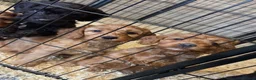 Cockapoo dogs for sale: ADORABLE COCKAPOOS  - Advert 5