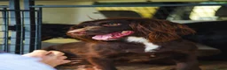 Cocker Spaniel dogs for sale: Stunning , heath tested ,kc reg FTCH cocker pups in Nottingham - Advert 1