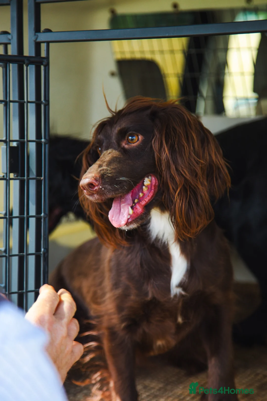 Cocker Spaniel dogs for sale: Stunning , heath tested ,kc reg FTCH cocker pups in Nottingham - Advert 1