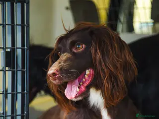 Cocker Spaniel dogs Stunning , heath tested ,kc reg FTCH cocker pups - Advert 3