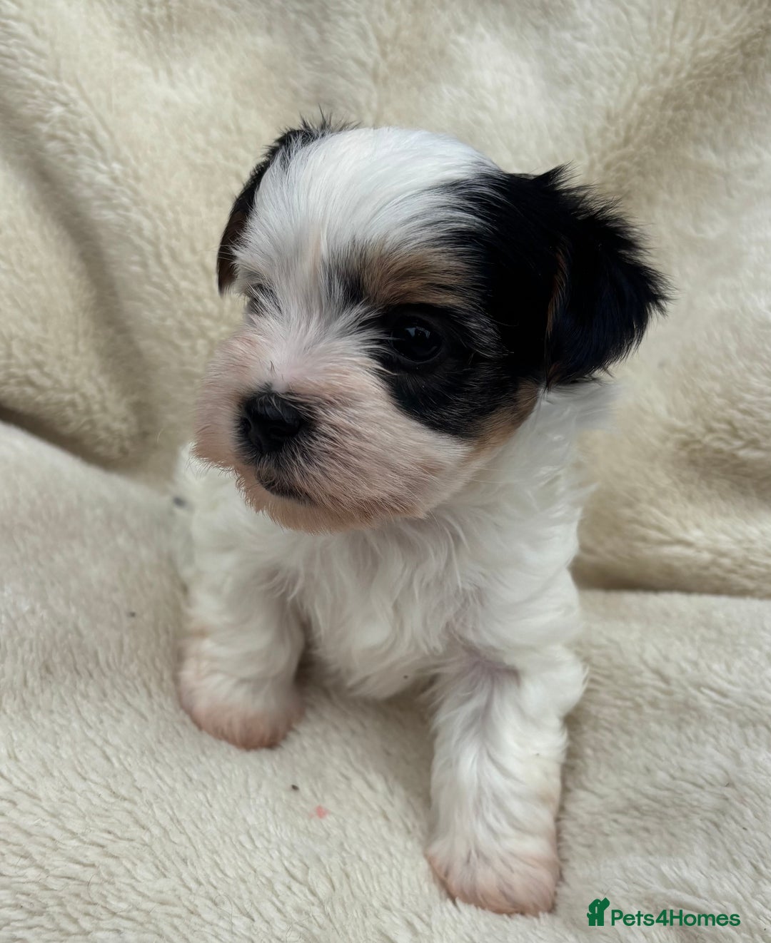 Biewer Terrier dogs for sale: Beautiful biewer terrier puppies 🩷 - Image 18