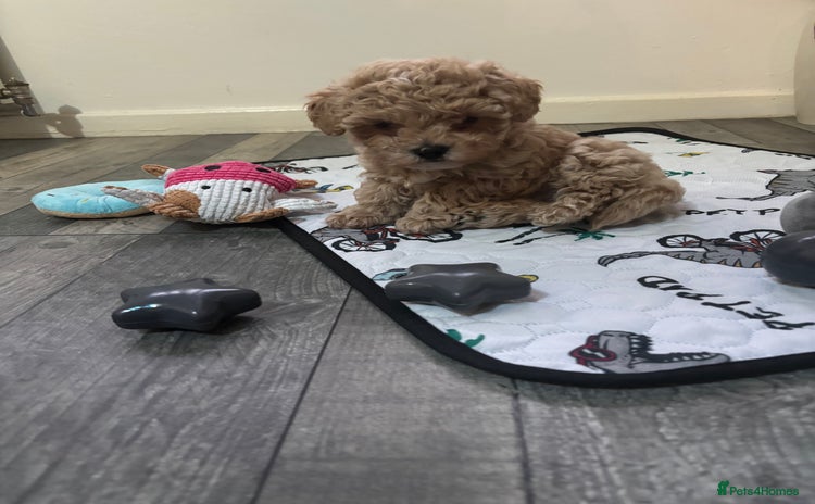 Maltipoo dogs - Advert 3