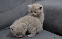 British Shorthair cats for sale: British shorthair kittens lilac/blue - Image 6