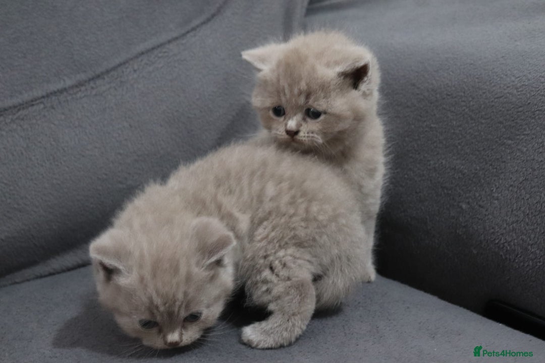 British Shorthair cats for sale: British shorthair kittens lilac/blue - Image 6