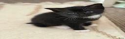 Mixed Breed cats for sale: Kittens Looking for Their Forever Homes!  - Advert 28