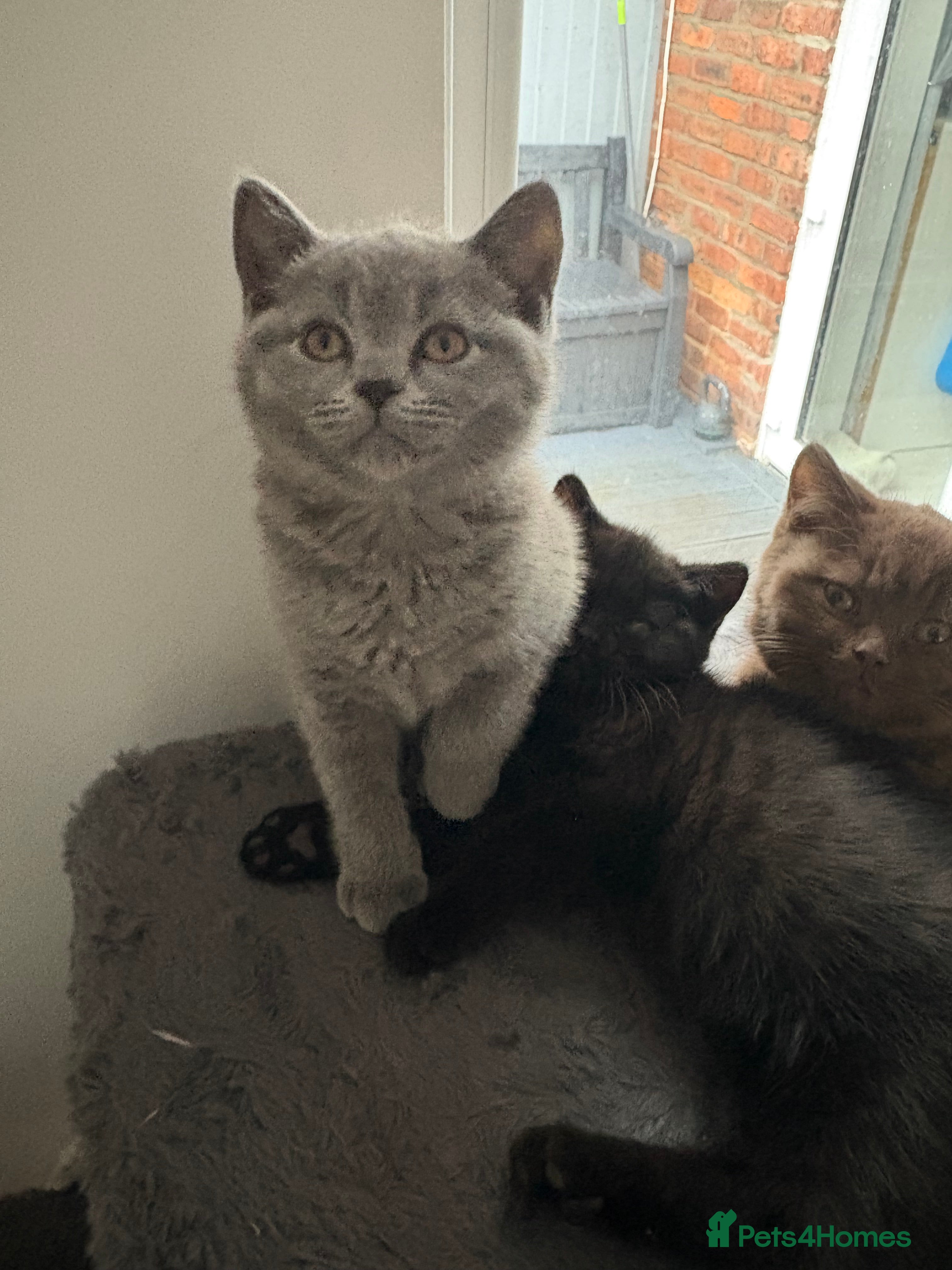 British Shorthair cats Ready NOW !🫶BLUE FEMALE GIRL GCCF registered 😻  - Advert 3