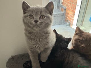 British Shorthair cats Ready NOW !🫶BLUE FEMALE GIRL GCCF registered 😻 - Advert 3