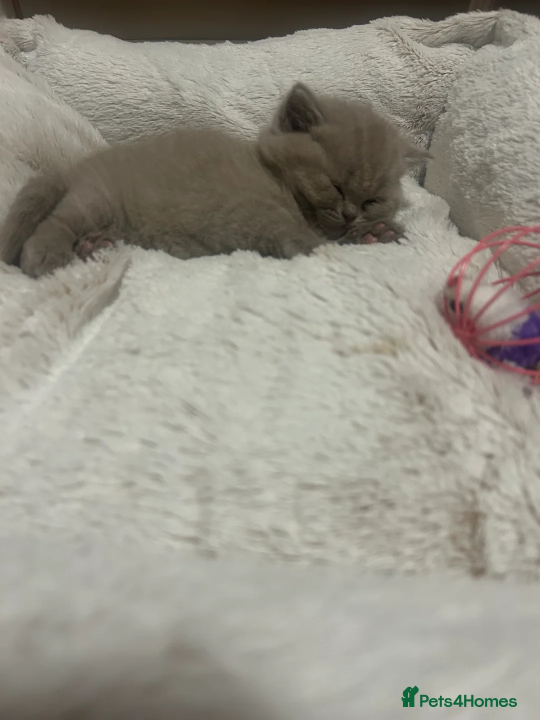 British Shorthair cats for sale: GCCF BRITISH SHORTHAIRS ALL RESERVED - Advert 6