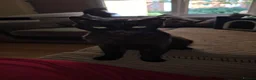 Mixed Breed cats for adoption: Adult Male Black Rescue Cat Looking for a Home - Advert 6