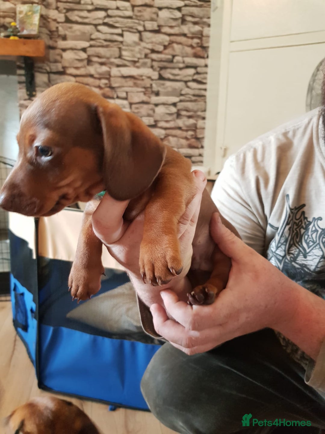Miniature Dachshund dogs for sale: Miniature Dachshund Puppies  - Image 11