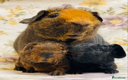 Guinea Pig rodents for sale: Skinny pig, werewolf and Baldwin breeder - Advert 10