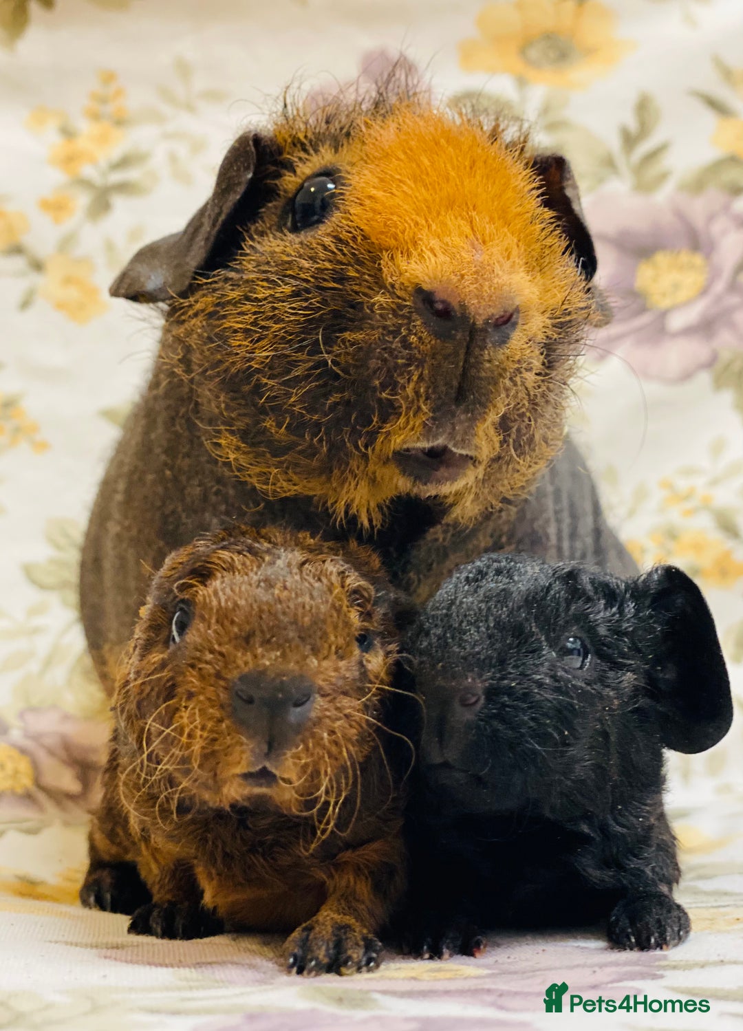 Guinea Pig rodents for sale: Skinny pig, werewolf and Baldwin breeder - Advert 10