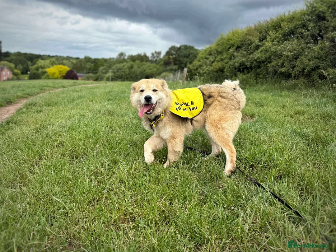 Mixed Breed dogs for adoption: Meet Paddy, currently residing in Cheshire  in Nantwich - Advert 29