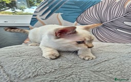 Snowshoe cats for sale:  pedigree Tica reg  snowshoes  READY NOW - Image 23
