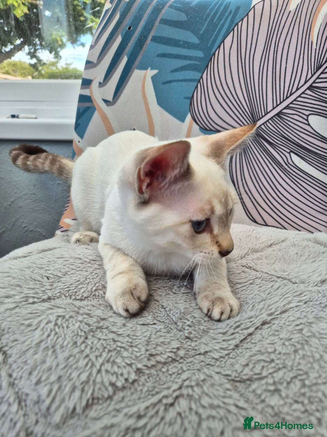 Snowshoe cats for sale:  pedigree Tica reg  snowshoes  READY NOW - Image 23