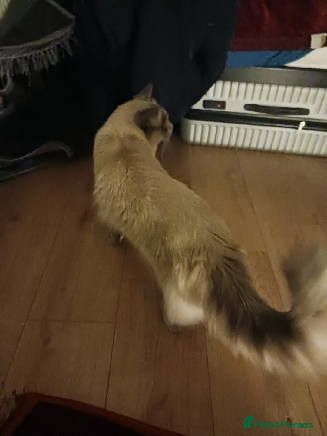 Ragdoll cats for sale: Stormy  - Advert 6