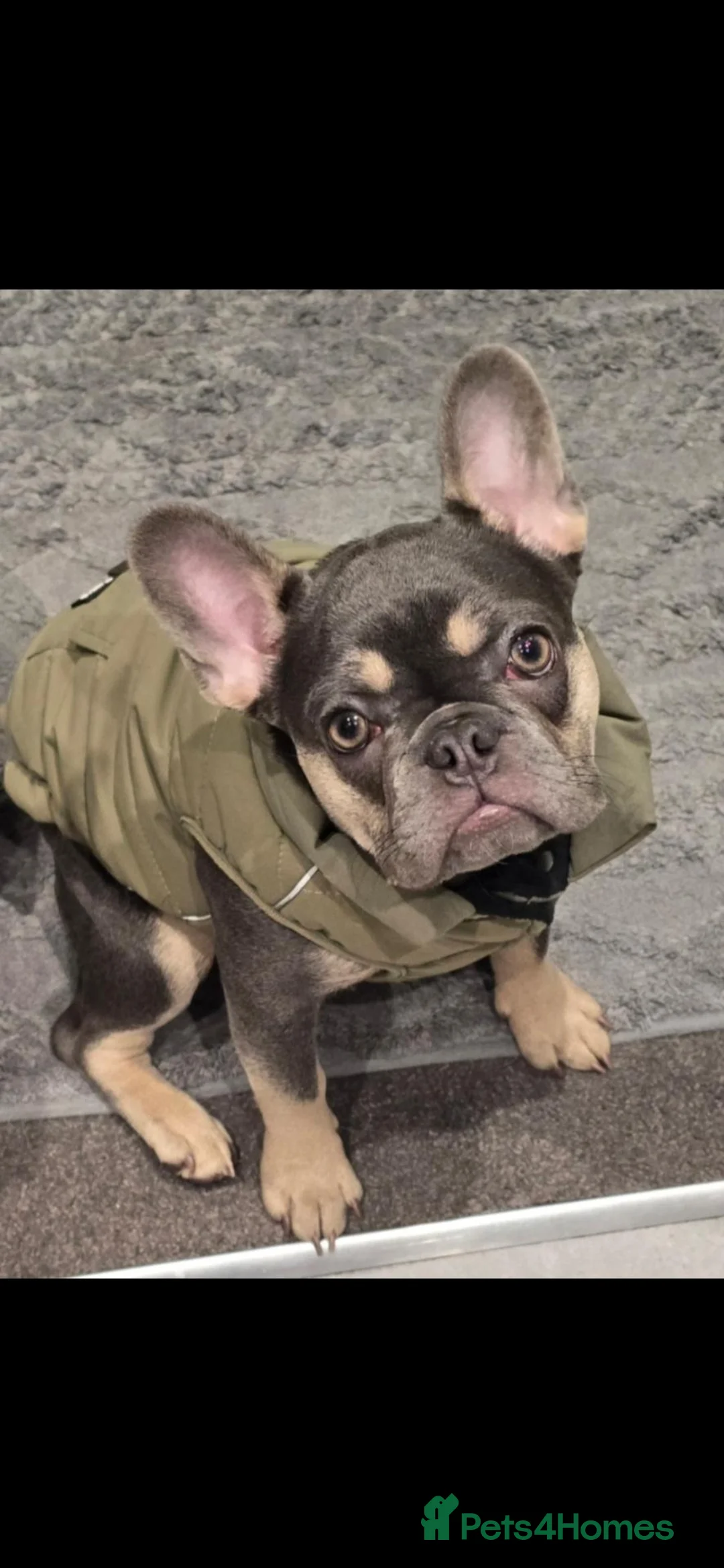 French Bulldog dogs for sale: Lilac and fawn micro french bulldog female  - Advert 7