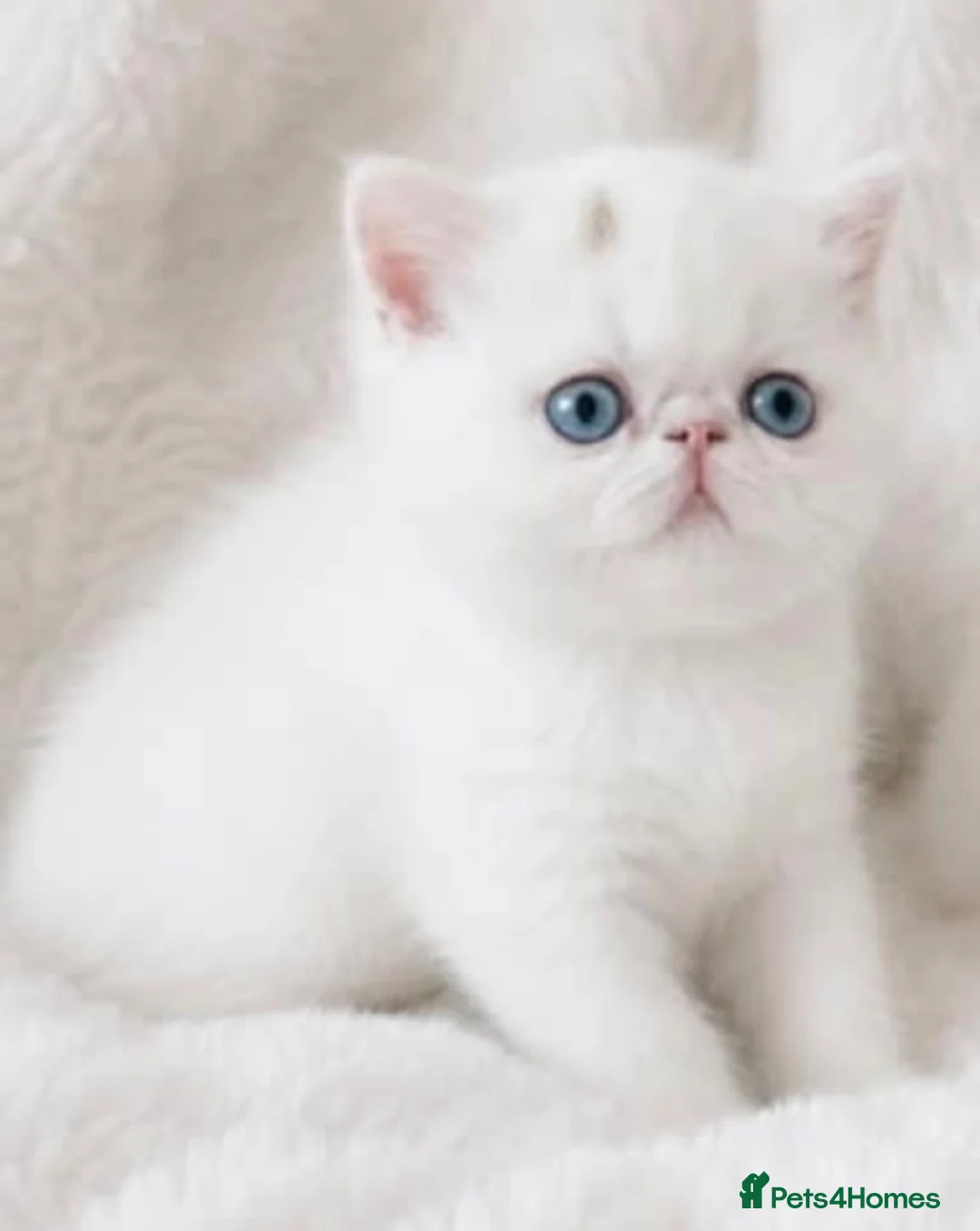 Exotic cats for sale: Extremely rare exotic female kitten - Advert 1