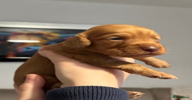 Cocker Spaniel dogs - Advert 4