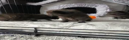 Mixed Breed cats for sale: kittens in Bedford - Advert 3